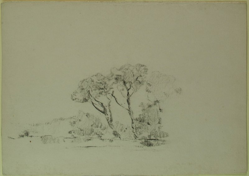 1950 ca. -  Alberi del cimitero di Testaccio